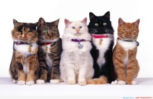 Cat Group