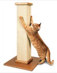 Cat Scratching Steady Post