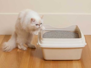 Cat-by-litter-box._web