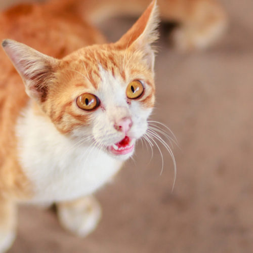 Open Mouth Orange Cat