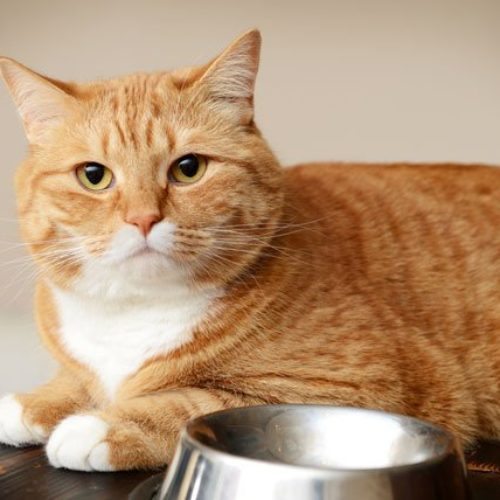 Orange Cat with bowl
