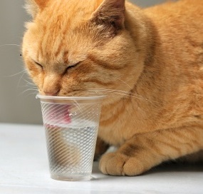 Drinking Cat
