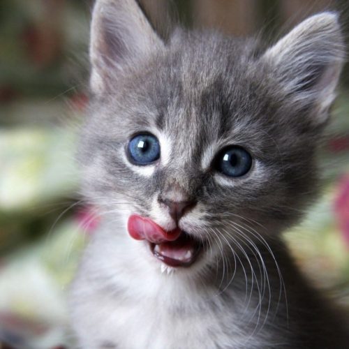 Licking Kitten