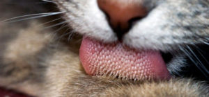 Cat Tongue