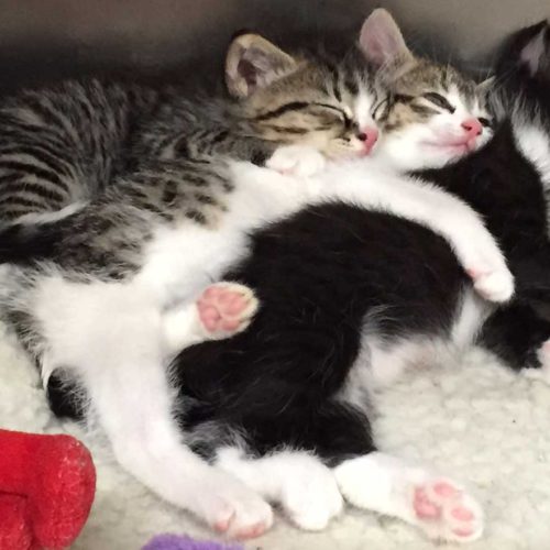 Snuggled-Kittens